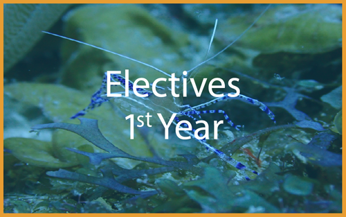 Other Electives: 1st year