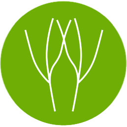 Ecophysiology of Marine Plants